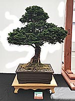 Hinoki Cypress